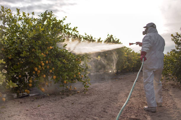 Best Rodent Control Near Me  in Coral Springs, FL