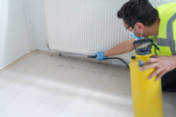 Flea Control Services in Coral Springs, FL