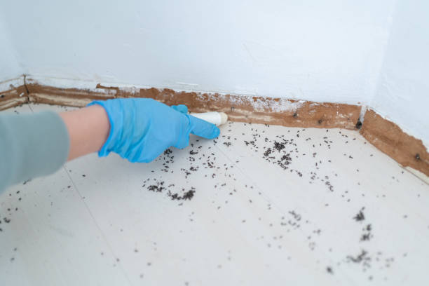 Best Flea Control Services  in Coral Springs, FL